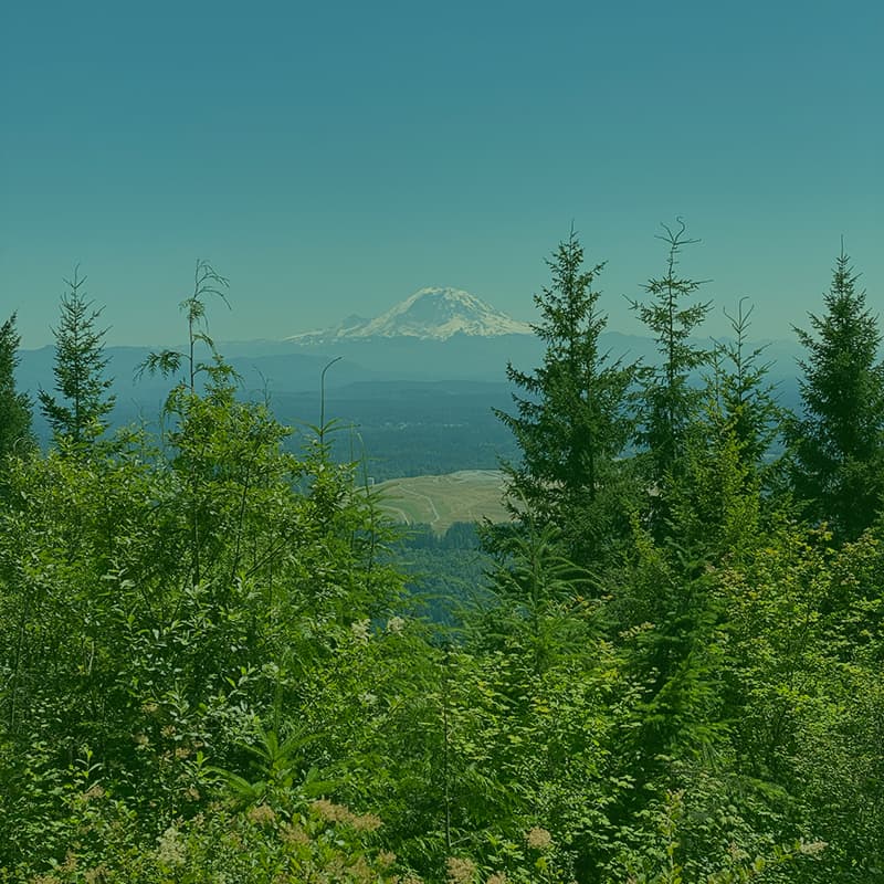 Mount Rainier poking out between pine trees