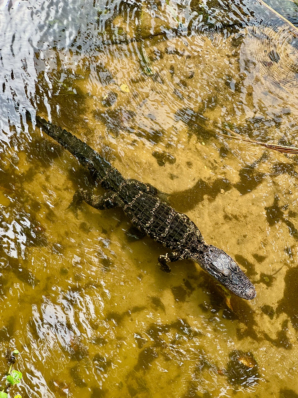 A small alligator gliding along in fairly clear and sandy-bottomed shallow waters. It has bands of yellow across its scales.