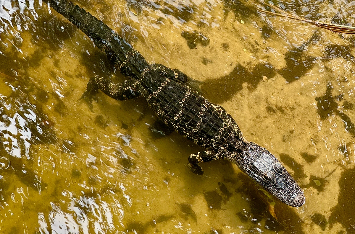 A small alligator gliding along in fairly clear and sandy-bottomed shallow waters. It has bands of yellow across its scales.