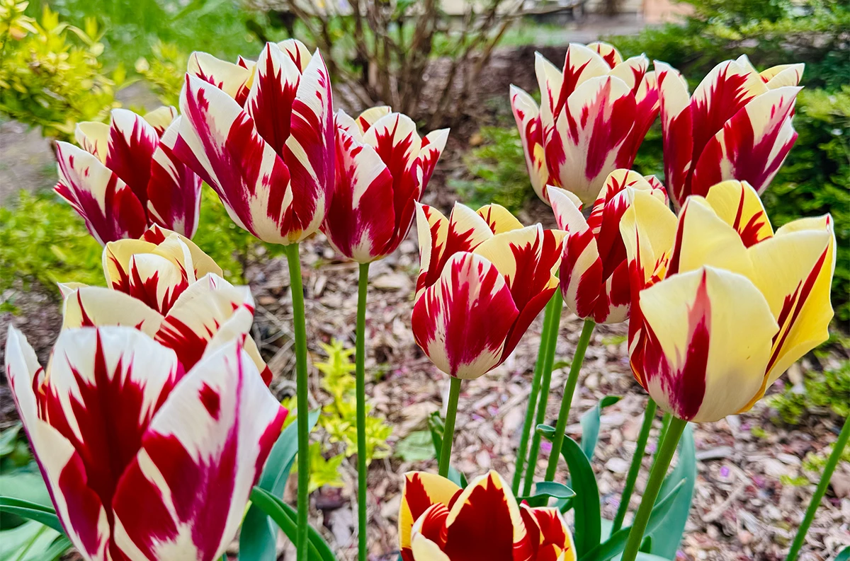 A group of tulips in pale yellow and burgundy stripes