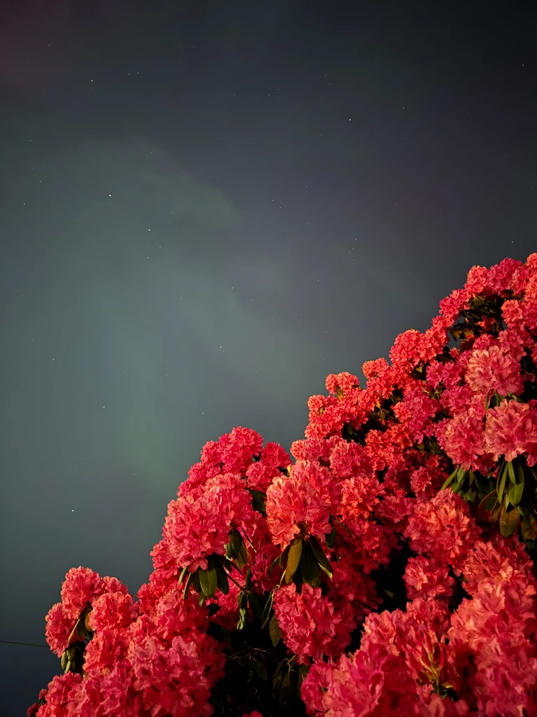 Muddy, faded aurora behind a clump of pinkish-red rhododendrons