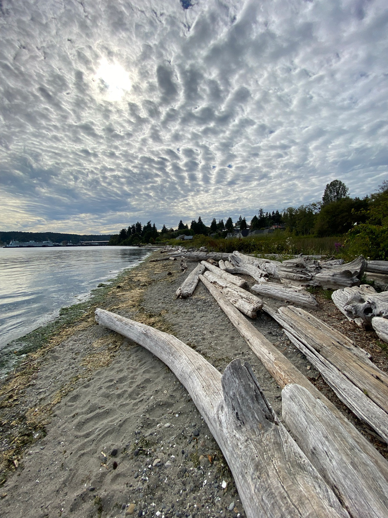 Big logs of driftwood on an empty beach. There are plenty of clouds in a sunny sky, and evergreens off in the distant.