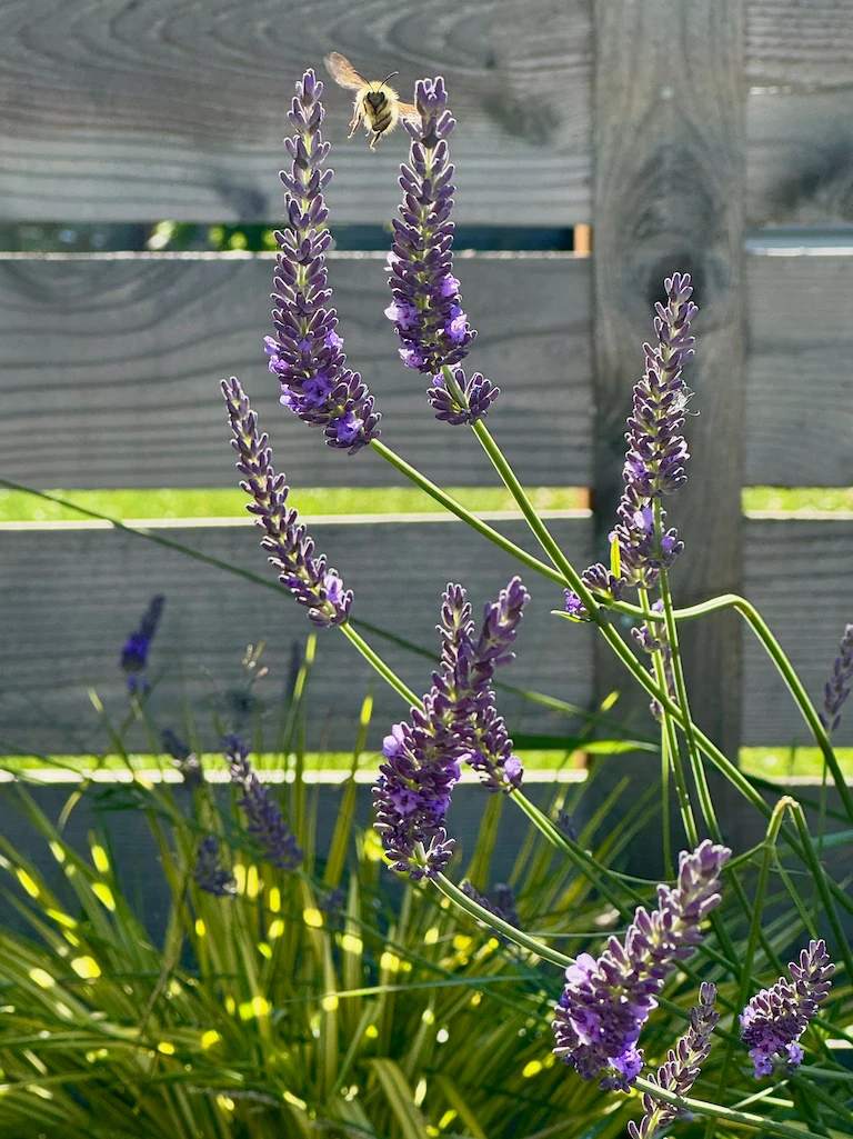 A fat bumblebee hovering over lush purple lavender in the golden hour light