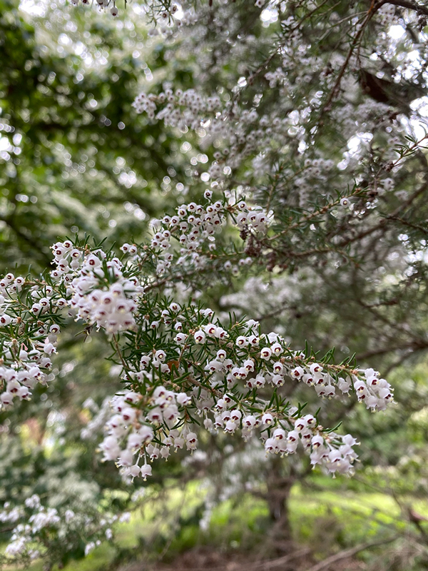 Clusters of small white bell-shaped blossoms on a tree