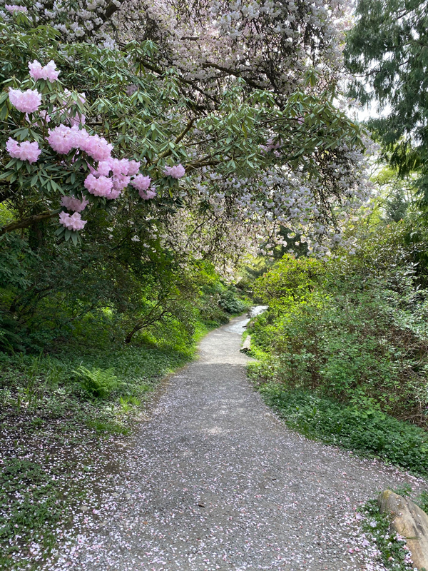 Cherry blossoms strewn about a sunlit path. There are lots of blossoms still on the trees, and many other trees with bright green leaves.