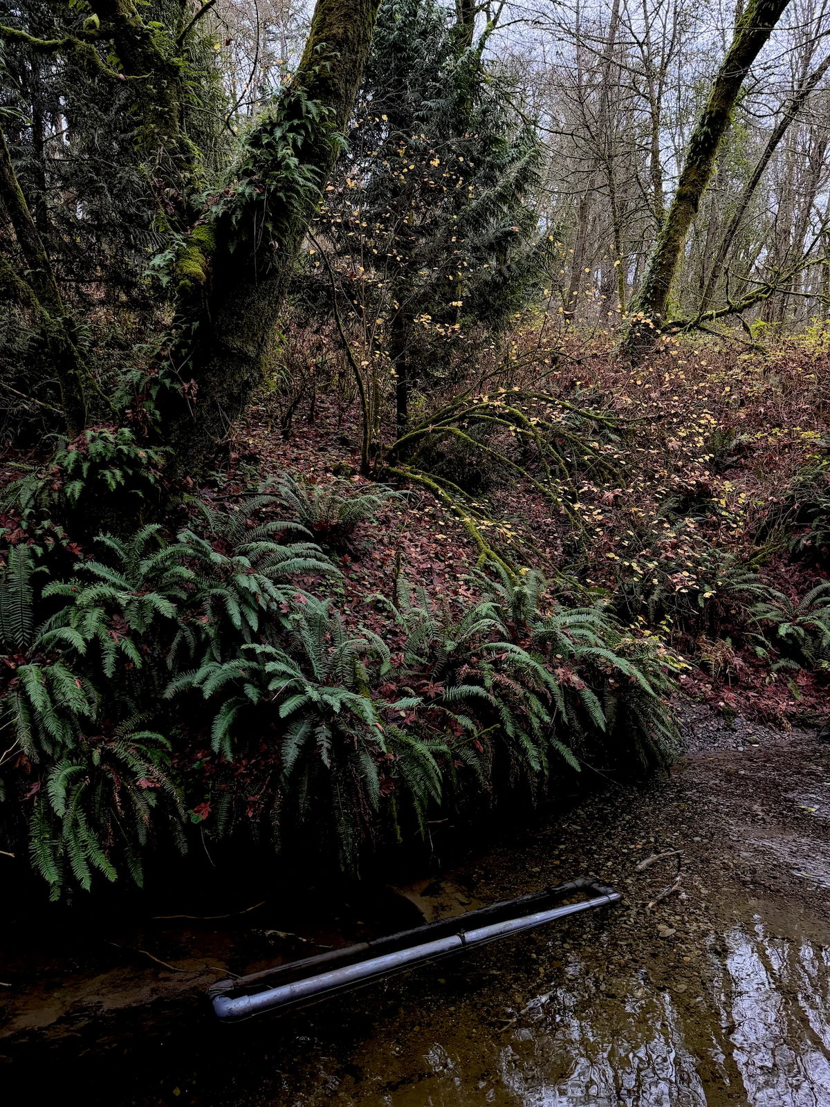 A dark creek scene with autumn trees and a bunch of ferns lining the water