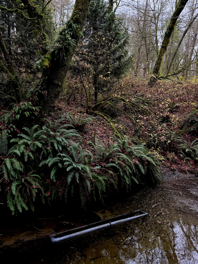A dark creek scene with autumn trees and a bunch of ferns lining the water