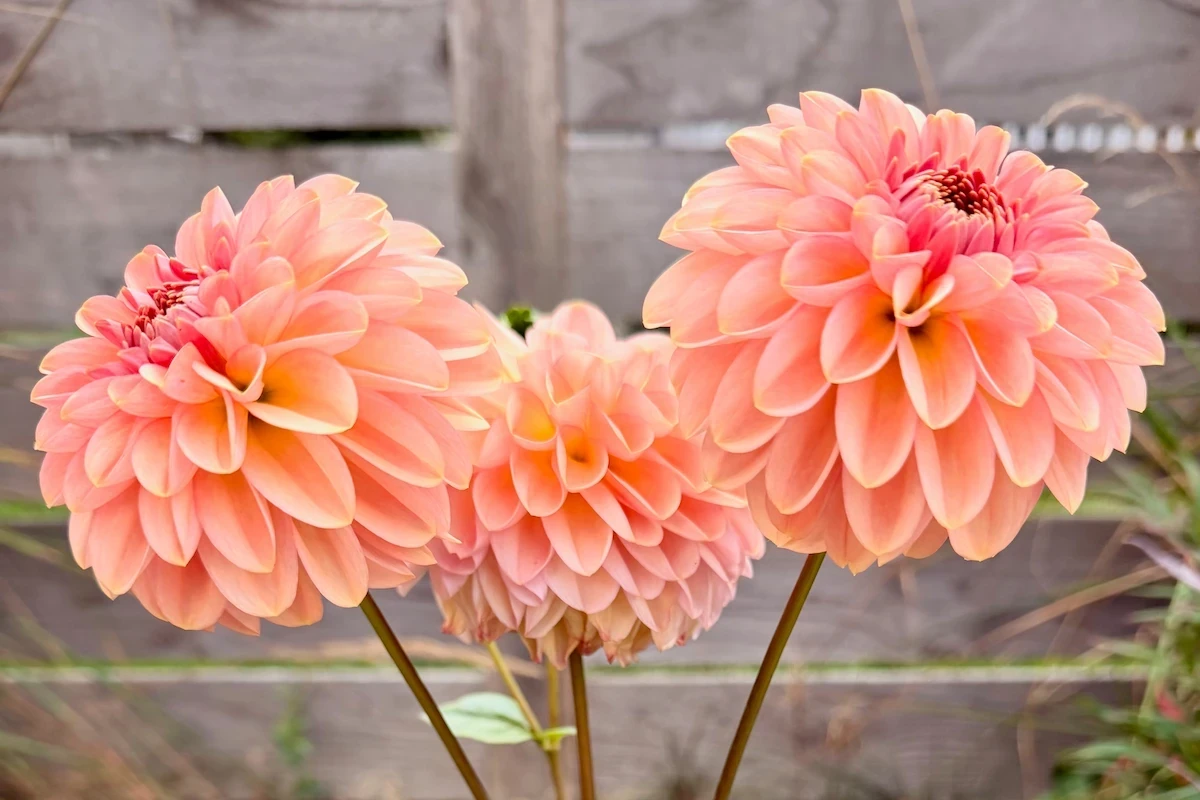 A dahlia plant with three heavy blossoms in a gorgeous pinky-peach shade