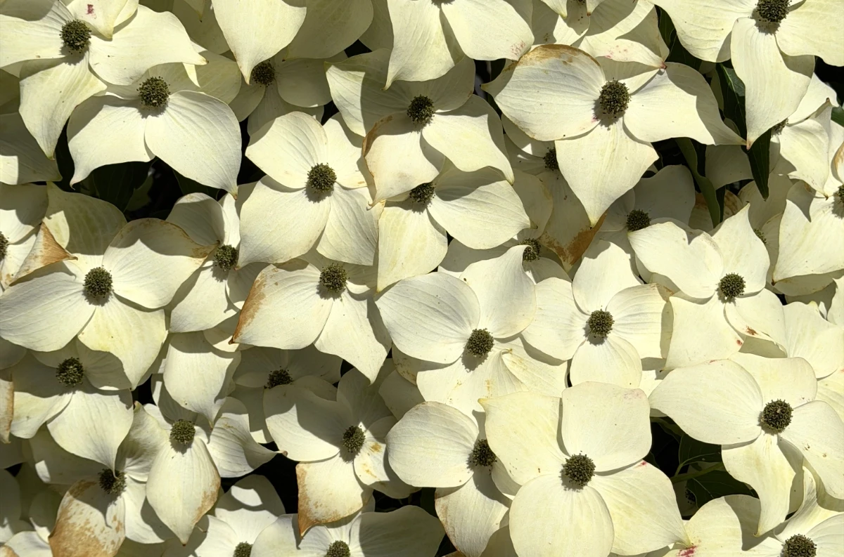 A dense cluster of off-white dogwood blossoms, which are beginning to brown at the edges