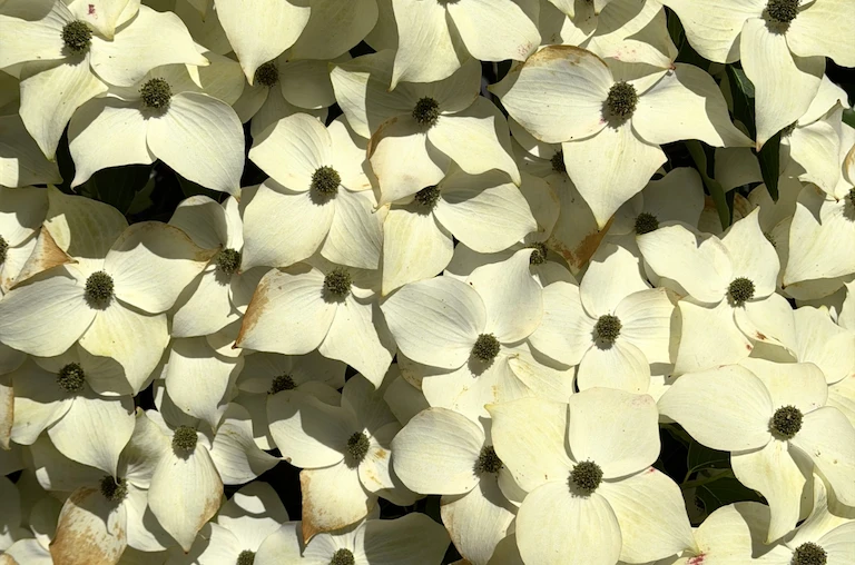 A dense cluster of off-white dogwood blossoms, which are beginning to brown at the edges