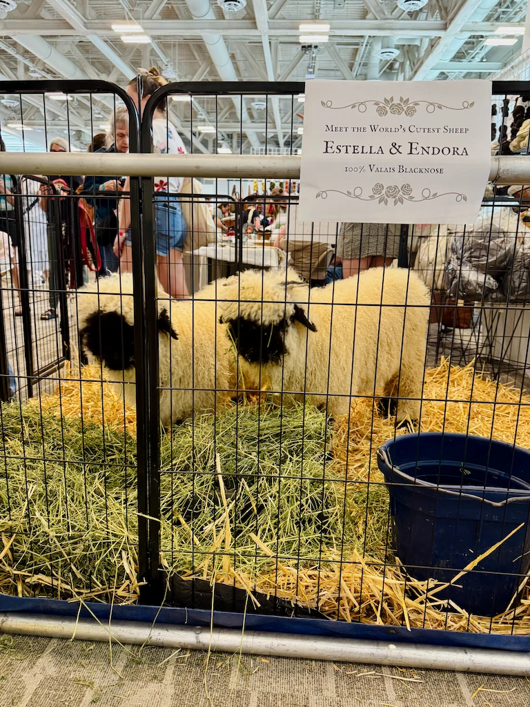 Two small valais blacknose sheep in a pen filled with hay. A sign says their names are Estella and Endora. They have black faces and cream wooly fleece.