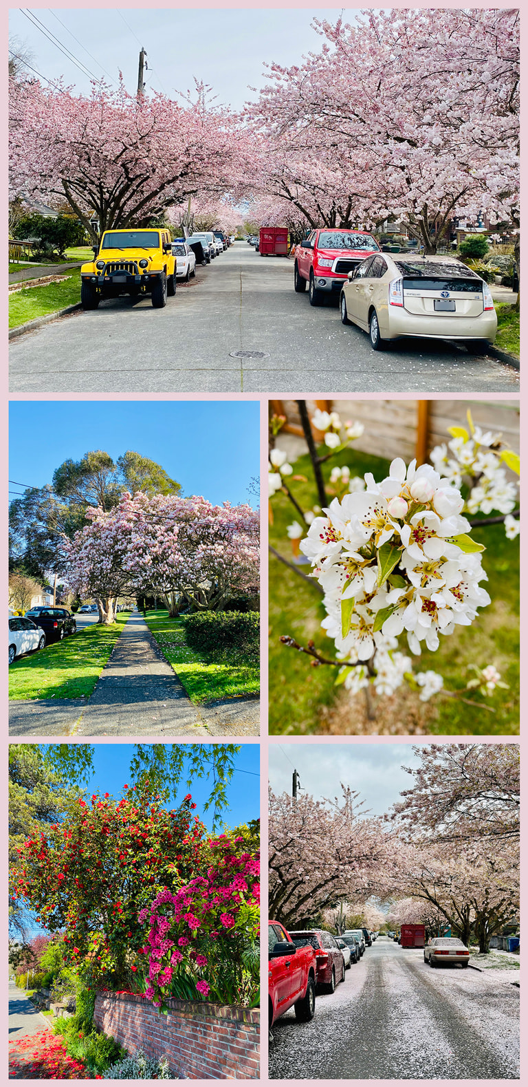 A grid of floral-rich photos: A street completely lined with cherry trees bursting with pale pink sakura blossoms. A big bushy magnolia tree. A cluster of white blossoms on our pear tree. A massive rose bush with red roses, next to some fuschia azaleas. The same cherry blossom street now coated in petals like a layer of snow.