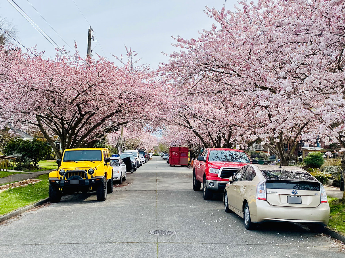 A street completely lined with cherry trees bursting with pale pink sakura blossoms.
