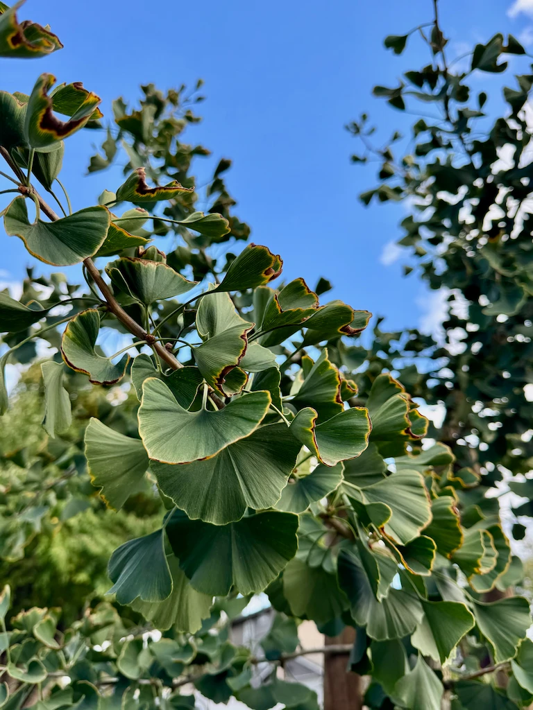 A green bough of gingko leaves with a bit of browning along their edges.