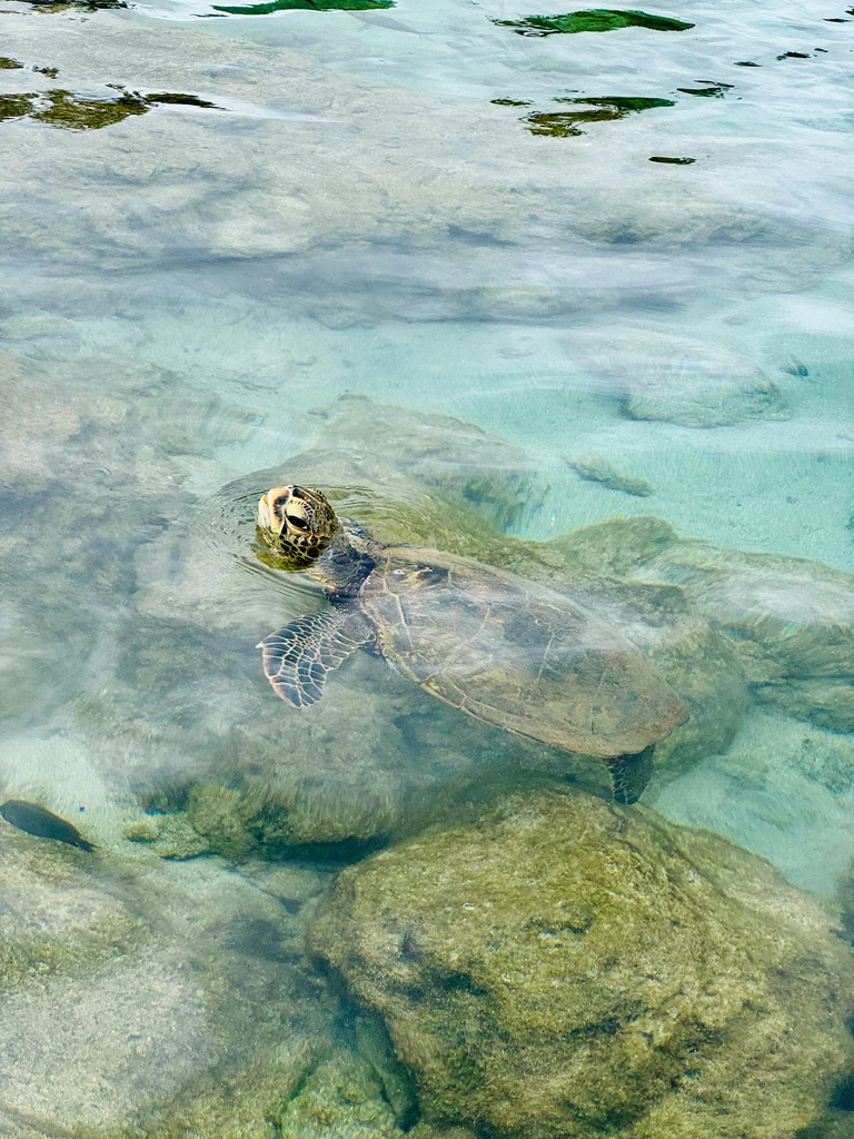 A small green turtle poking its head out of the crystalline waters it's swimming in. There are lots of rocks under the surface of the water, despite its shallow depth, and a dark grey fish swims in the foreground.