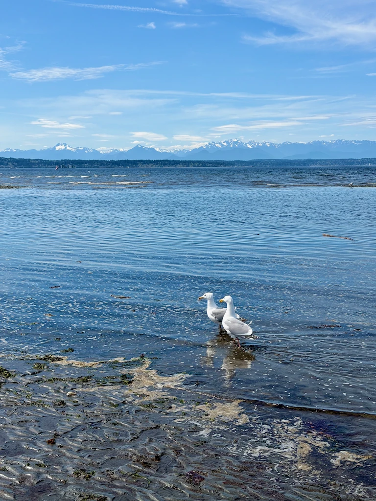 A pair of seagulls walking along the edge of the Sound, with snow-peaked Olympic Mountains in the far distance. Everything is so blue.
