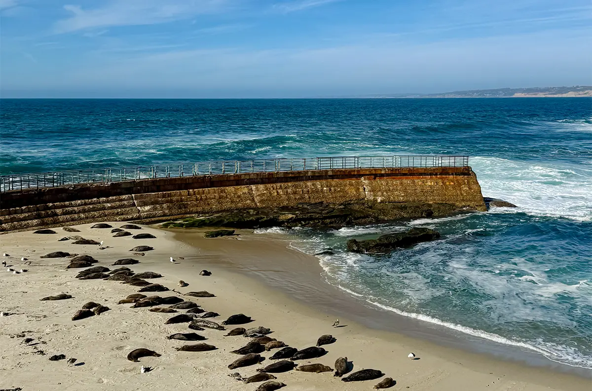 A shot of a beach far from above, where a whole bunch of fat brown seals are sunning themselves along the shoreline. There's a barrier from the waves on the far side of the beach.