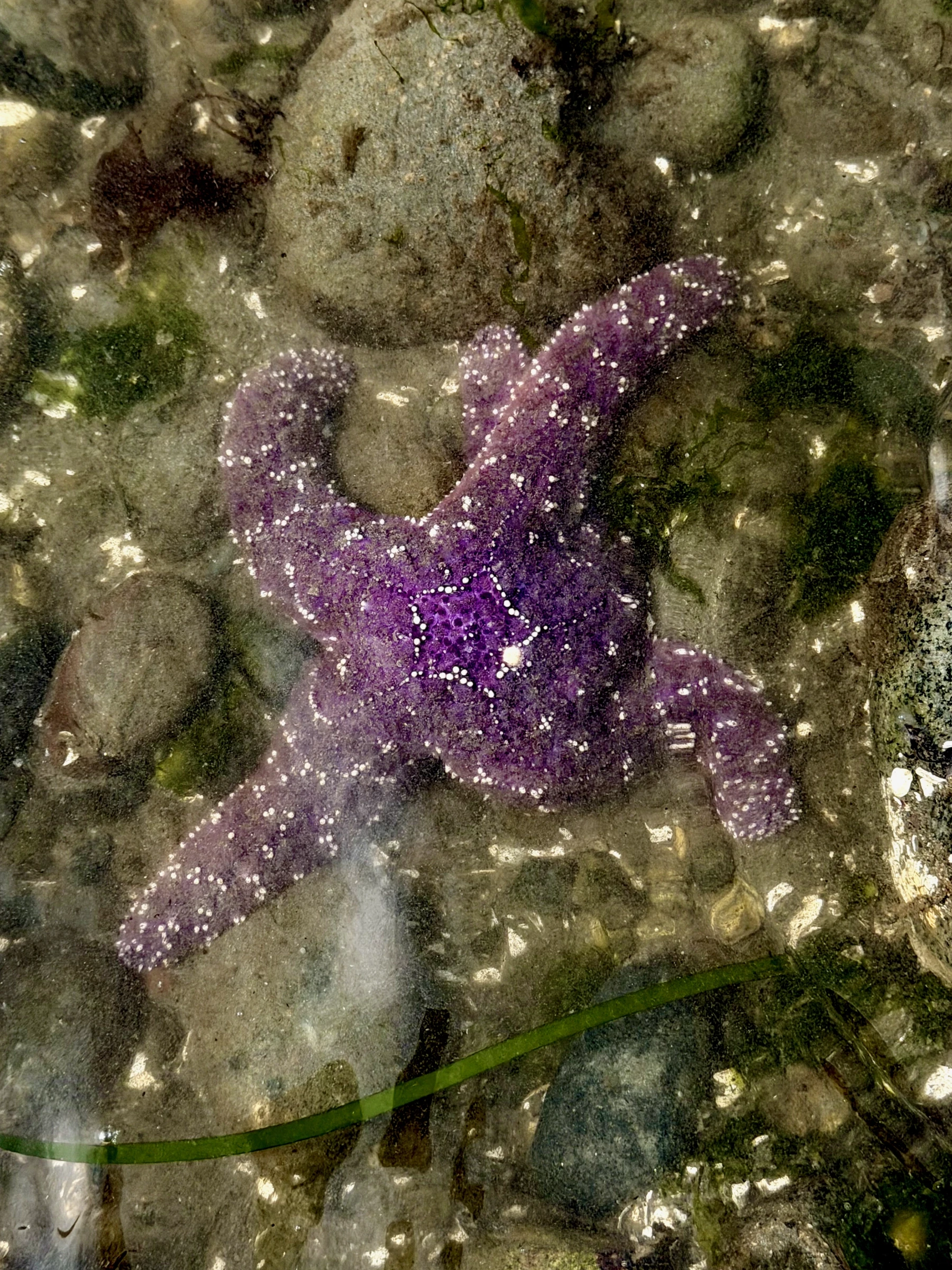 A purple-colored ochre starfish sprawled out across the rocks and sand in a glittery tidepool