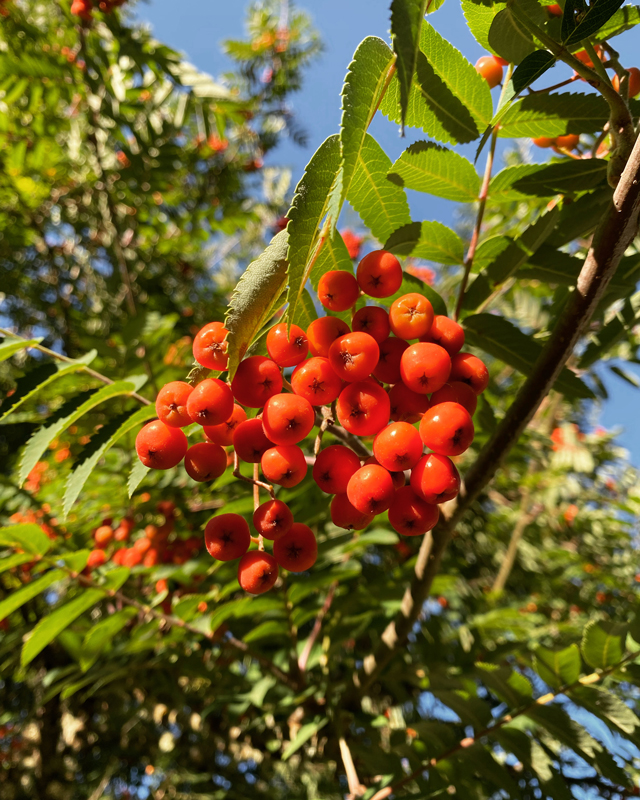 A cluster of vibrant, dark orange berries on a tree in a golden-hour glow