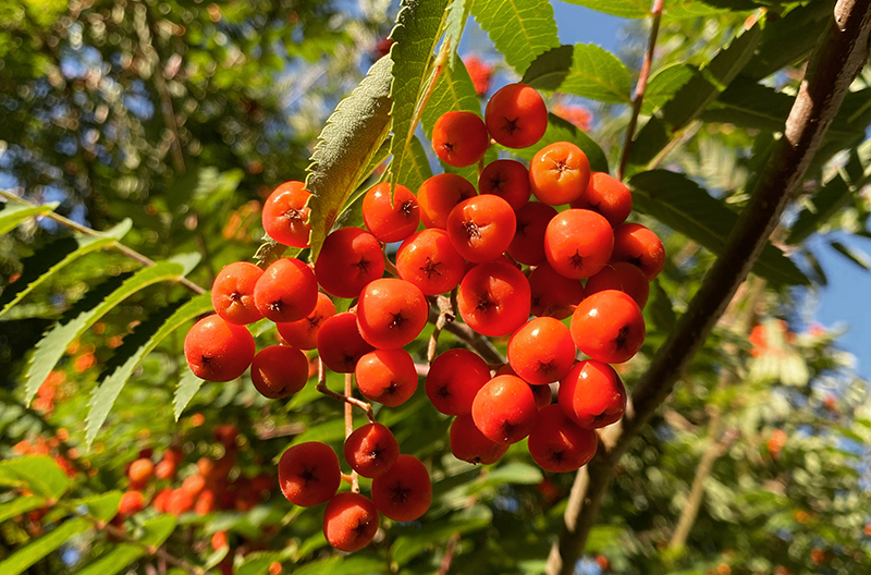 A cluster of vibrant, dark orange berries on a tree in a golden-hour glow