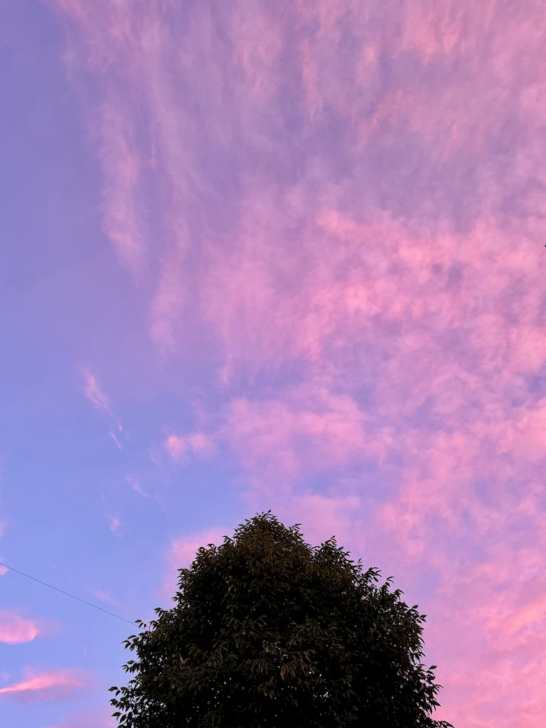 A very gentle pink sunset sky with a conifer poking up from the bottom of the frame