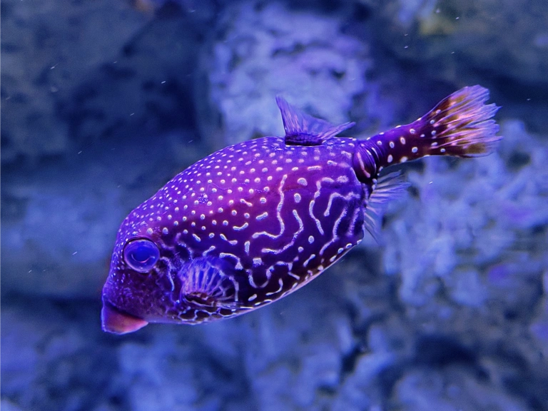 A puffy purple fish covered in white squiggly markings, drifting through an aquarium tank