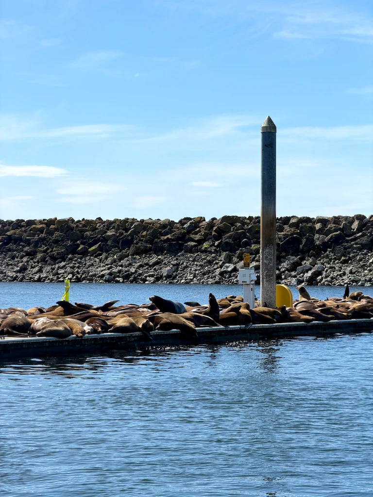 A dock completely taken over by clusters of sea lions basking in the sun