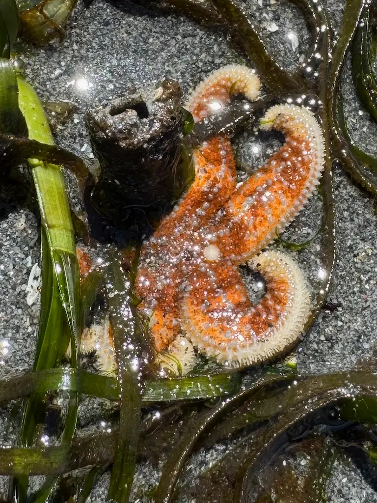 A bumpy orange starfish shining in shallow tidepool water, curled around some seaweed in a tidepool