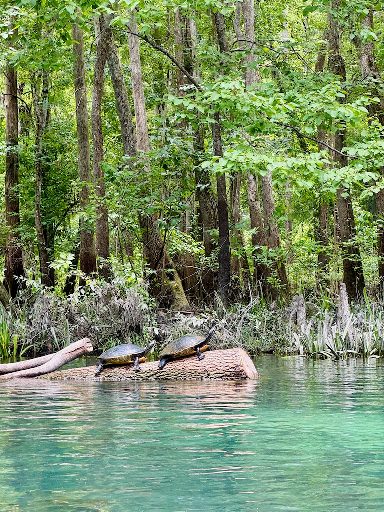 Two freshwater turtles on a log, stretching towards the sun. In the background are deciduous trees, and in the foreground, crystal-clear aqua waters