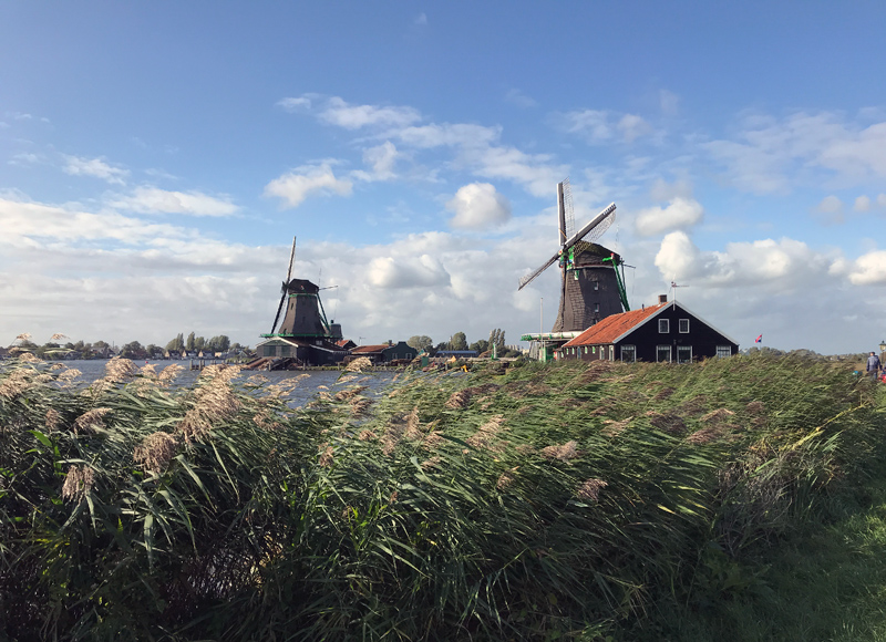 Windmills looming behind some tall grasses blowing in the wind